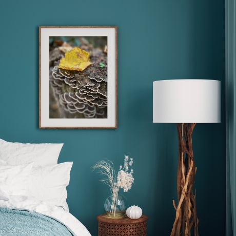 Fotografie Pilz FineArtDruck