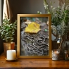 Fotografie Pilz FineArtDruck