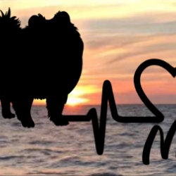 Aufkleber Herzlinie Heartbeat Hund Pomeranian