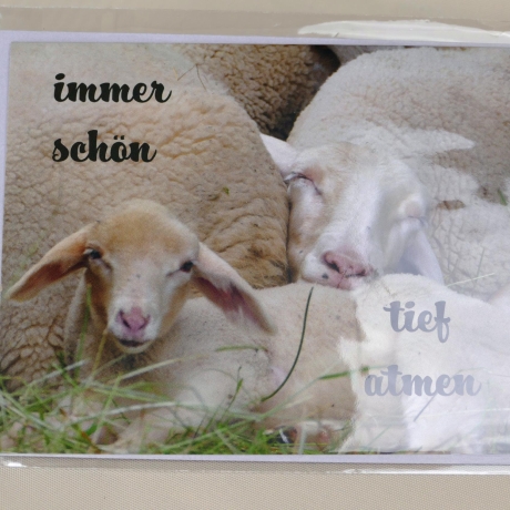 Grußkarte, Aufmunterungskarte mit Foto Schafe