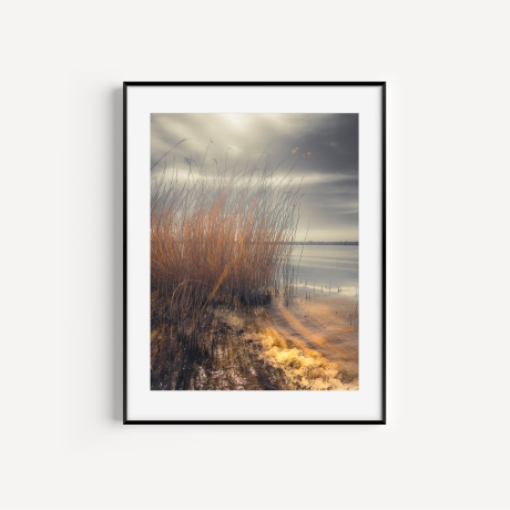 Fotografie Schilfgräser Sonnenglanz - FineArt Druck