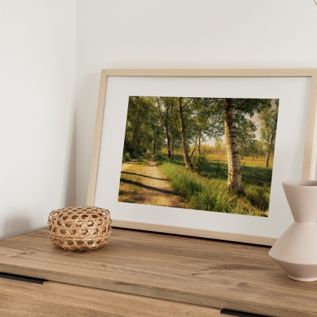 Fotografie Birken Allee - FineArt Druck