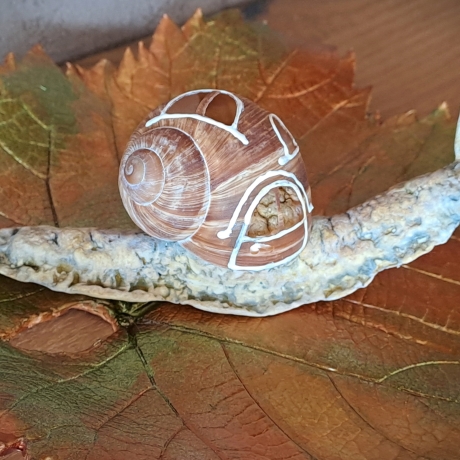 Schnecke mit Schneckenhäuschen Dekoration Unikat Weinbergschnecke