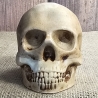 Totenkopf - Skull - Skull & Bones - Totenschädel-Fantasy-Gothic