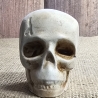 Deko Figur -Totenkopf-Skull & Bones-Totenschädel-Fantasy-Gothic
