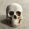 Deko Figur -Totenkopf-Skull & Bones-Totenschädel-Fantasy-Gothic