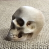 Deko Figur -Totenkopf-Skull & Bones-Totenschädel-Fantasy-Gothic