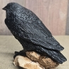 Rabe auf Felsen - Schwarzer Rabe - Odin - Krähe - Vogel