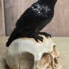 Rabe auf Totenkopf - Krähe - Odin - Vogel