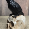 Rabe auf Totenkopf - Krähe - Odin - Vogel