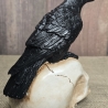 Rabe auf Totenkopf - Krähe - Odin - Vogel