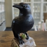 Rabe auf Baumstamm - Schwarzer Rabe - Krähe - Vogel