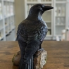 Rabe auf Baumstamm - Schwarzer Rabe - Krähe - Vogel