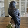 Rabe auf Baumstamm - Schwarzer Rabe - Krähe - Vogel