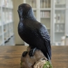 Rabe auf Baumstamm - Schwarzer Rabe - Krähe - Vogel