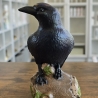 Rabe auf Baumstamm - Schwarzer Rabe - Krähe - Vogel