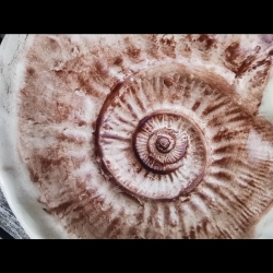 Ammonit Schale, massiv