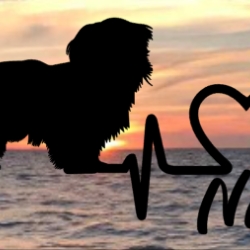 Aufkleber Herzlinie Heartbeat Hund Shih Tzu