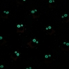 Shirt Kleine Monster
