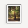 Fotografie Solitär Baum - FineArt Druck