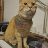 ITH Halstuch für kleine Hunde/ Katzen abgerundet - 20x20 Rahmen