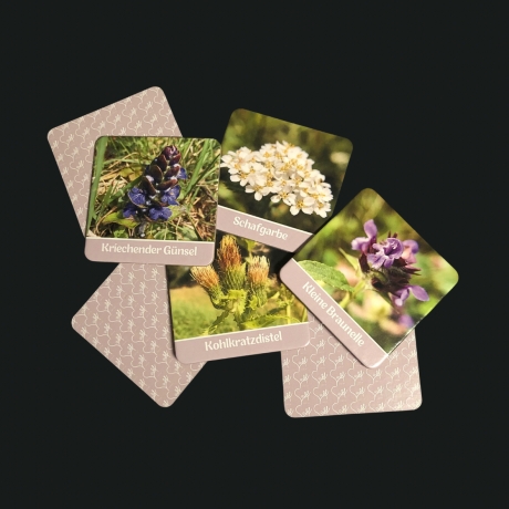 Wildkräuter Memo – Lernspiel mit heimischen Pflanzen