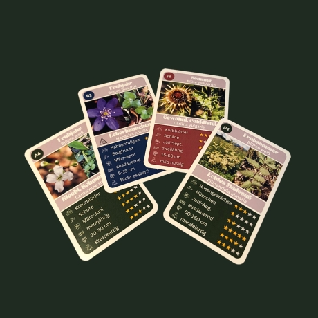 Wildkräuter Quartett – Natur Lernspiel mit heimischen Pflanzen
