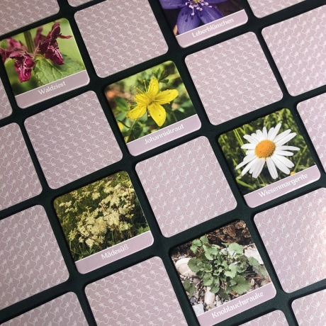 Wildkräuter Memo – Lernspiel mit heimischen Pflanzen