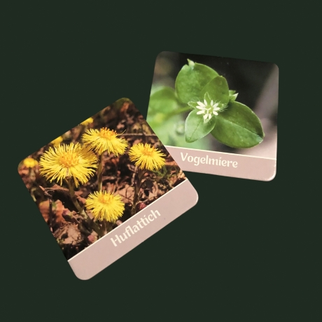 Wildkräuter Memo – Lernspiel mit heimischen Pflanzen