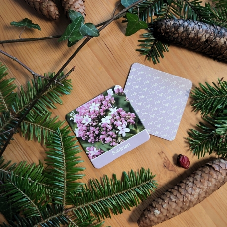 Wildkräuter Memo – Lernspiel mit heimischen Pflanzen