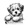 NEU Stickdatei Havaneser Welpe Silvie Hund