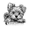 Neu Stickdatei Yorkshire Terrier Benny LunaChild