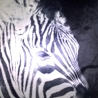 Dekokissen mit Zebra-Motiv