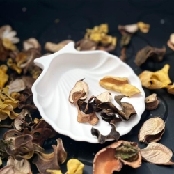 Muschelschale Muschelschale