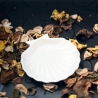 Muschelschale