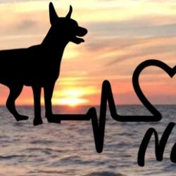 Aufkleber Herzlinie Heartbeat Hund Zwergpinscher