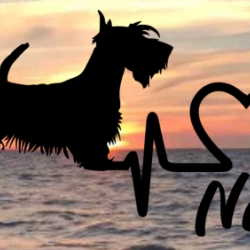 Aufkleber Herzlinie Heartbeat Hund Zwergschnautzer