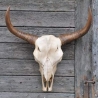 Schöne Wanddekoration - Büffelschädel. 63 cm.