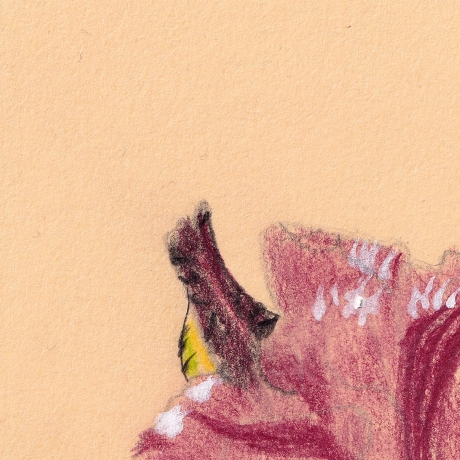 Bart Iris Handgezeichnete Buntstiftzeichnung Original