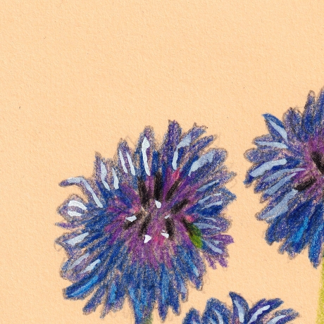 Kornblumen  Handgezeichnete Buntstiftzeichnung 