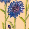 Kornblumen  Handgezeichnete Buntstiftzeichnung 