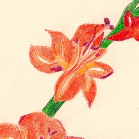Gladiole Handgezeichnete Buntstiftzeichnung Original