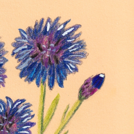 Kornblumen  Handgezeichnete Buntstiftzeichnung 
