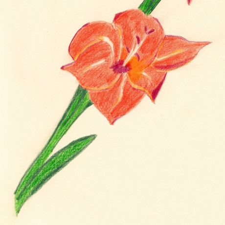 Gladiole Handgezeichnete Buntstiftzeichnung Original