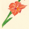 Gladiole Handgezeichnete Buntstiftzeichnung Original