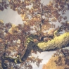 Fotografie Baum im Herbstlicht - FineArt Druck