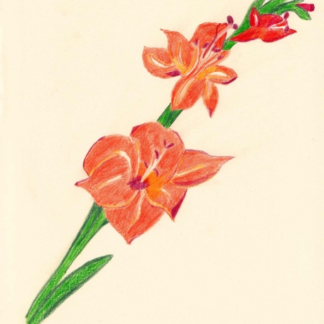 Gladiole Handgezeichnete Buntstiftzeichnung Original