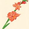 Gladiole Handgezeichnete Buntstiftzeichnung Original