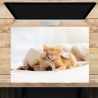 Schreibtischunterlage –Freundschaft zwischen Katze und Hund– 70 x 50 cm – Schreibunterlage aus erstklassigem Premium Vinyl – Made in Germany