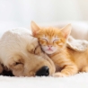 Schreibtischunterlage XXL – Freundschaft zwischen Katze und Hund – 100 x 50 cm – Schreibunterlage für Kinder aus erstklassigem Premium Vinyl